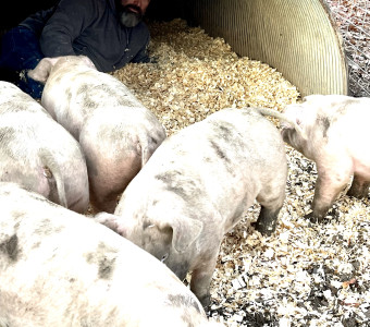 Taking care of pigs so they comfortable in the cold 