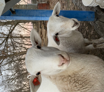 Ewes from my flock. 