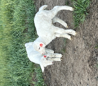 New born lambs