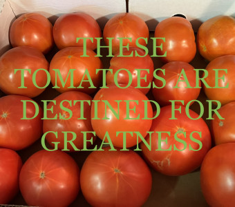 Tomatoes grown in Kansas