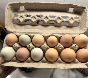 Eggs in Hutchinson