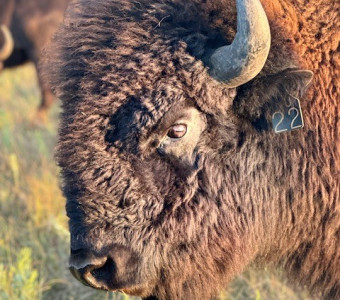 Bison bull at Flint Hills Bison Company in Kansas