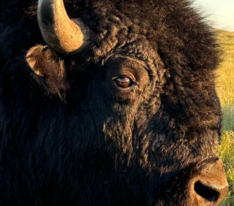Bison bull at Flint Hills Bison Company