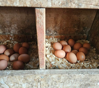 Soft brown freshly laid hen eggs in bedding in coops.