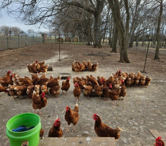 Some of the 500 free range hens at Beach Fresh Egg Farm.