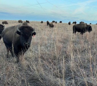bison herd in pasture in Kansas