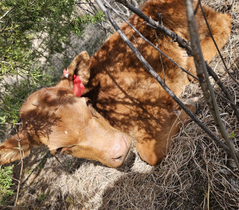 Bull calf, Felix 