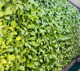 This wall of towers is full of fresh romaine ready for harvest.