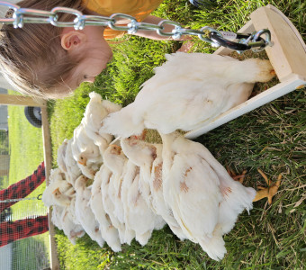White chickens eating in a line, little girl watching , on green grass.