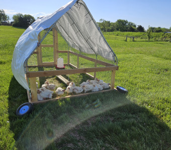 Mobile chicken tractor with white chickens inside on lush green pasture