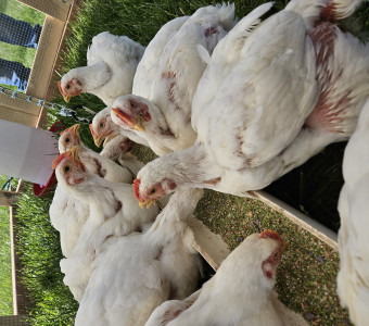 White chickens lined up at feed trough eating while standing on green grass