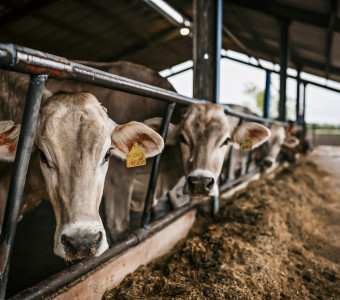 Feeding time for Brown Swiss cows 