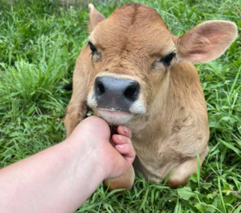 Baby Jersey Heifer