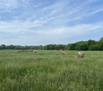 Cows on pasture