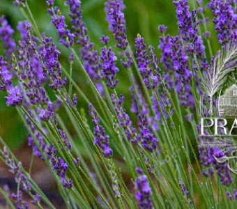 Prairie Pines lavender in bloom with butterfly and lavender logo. 