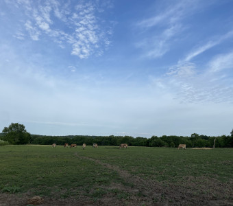 Cows on morning pasture