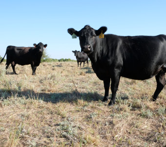 Black Angus cattle