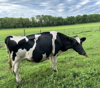 Four year old Holstein milk cow