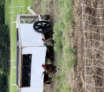 Pasture Raised Eggs