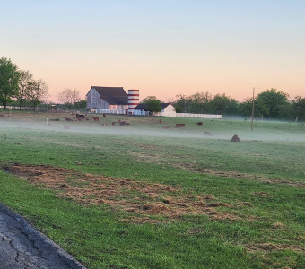 cattle at carter james ranch