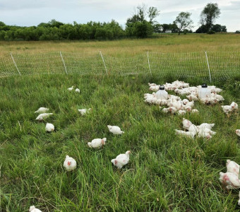 chickens on pasture