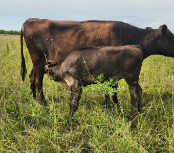 Wagyu bull calf and mama