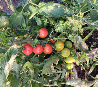 Cherry tomatoes on vine