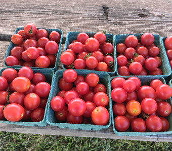 Cherry tomatoes