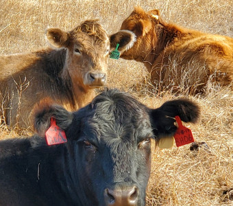 Cattle resting on D&B Cattle ranch