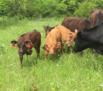 Cattle grazing on the D&B Cattle ranch