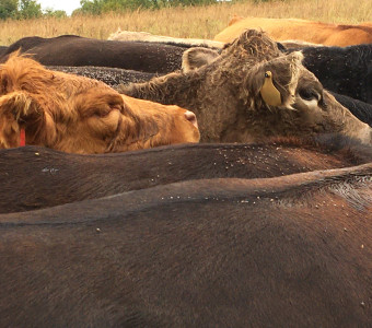 Cattle moving on the D&B Cattle ranch