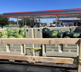 Fresh Watermelon