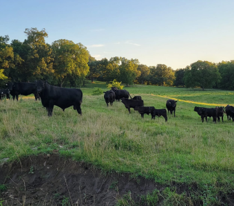 Cow herd