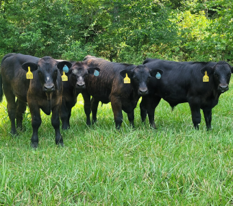 Four calves