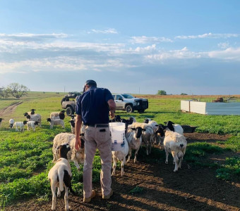 Shepherding the flock.