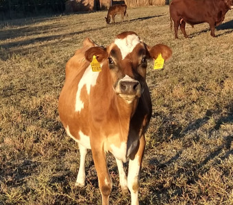 Brown and white cow looking at you