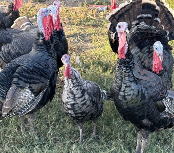 Organically fed, free range, heritage breed turkeys