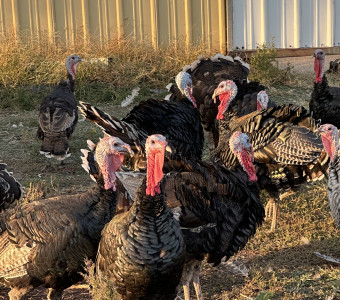 Organically fed, free range, heritage breed turkeys