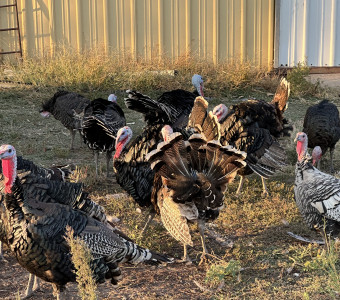 Organically fed, free range, heritage breed turkeys