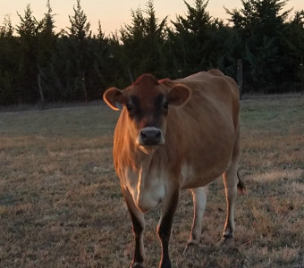 Brown cow looking at you