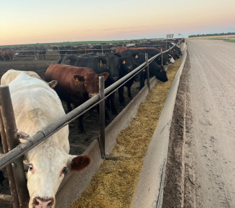 Finishing Cattle