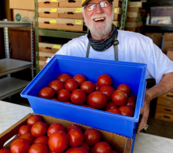 Tomato harvesting