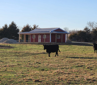Beef Grazing on Grass