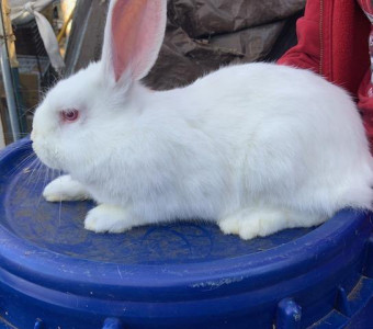 REW Silver Fox Rabbit