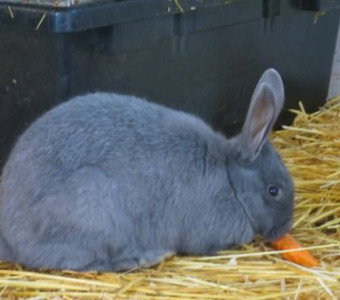 Blue Silver Fox Rabbit