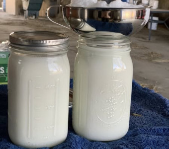 Our fresh goat milk