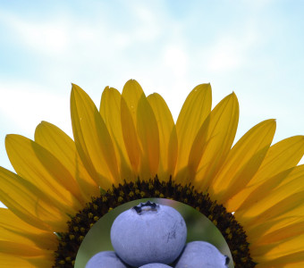 blueberries and sunflowers for sale