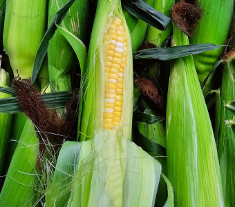 Corn