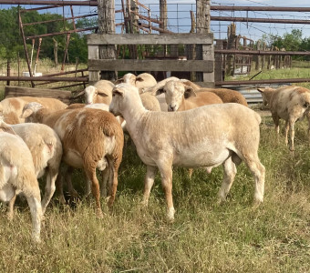 USA Meatmaster ram-lamb breeding stock