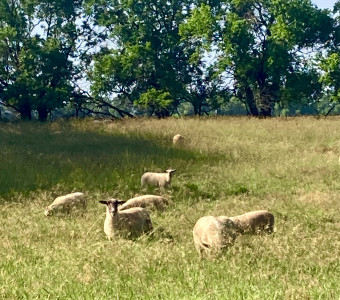 Sheep grazing lush brome pasture